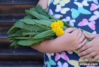50+ Dandelion Greens Recipes for Salads, Sides and More