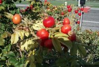 Rose Hip Apple Butter Recipe