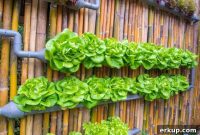 7 Vertical Gardening Tips for Urban Food Lovers