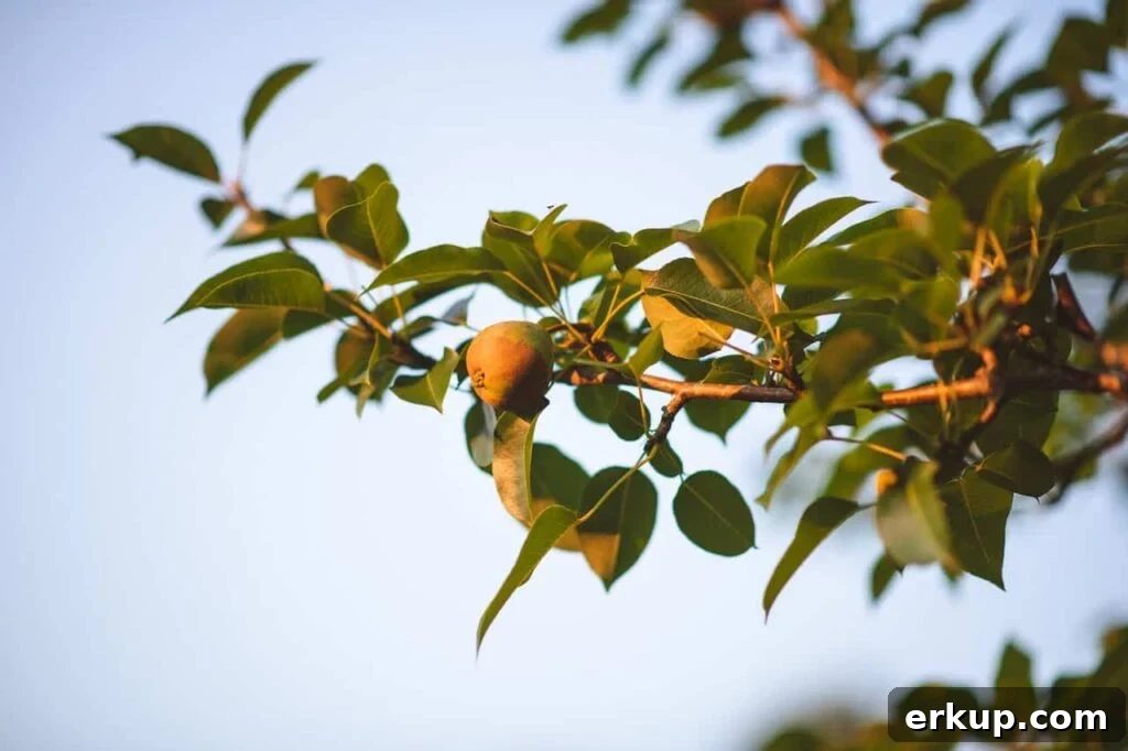 Pear is a delicious fruit for november