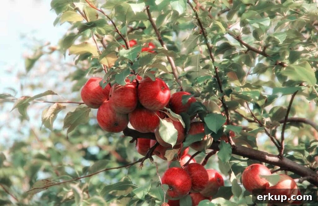 Honeycrip apples are a delicious fruit for september