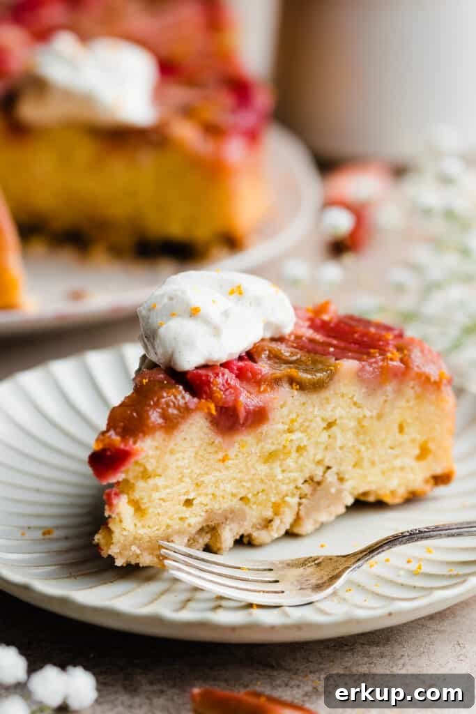 A slice of rhubarb cake topped with a dollop of whipped cream.