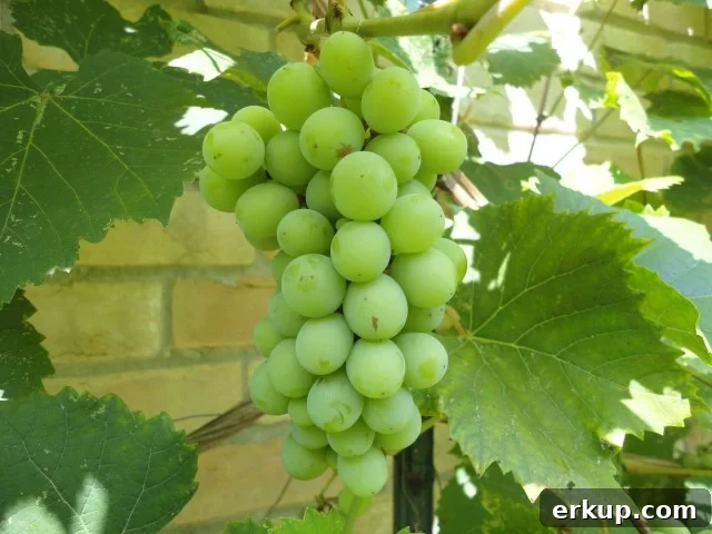 Ripe White Grapes On The Vine Growing in the Yard