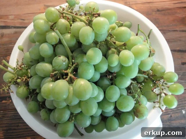 Picked Home Grown Bunches of White Grapes